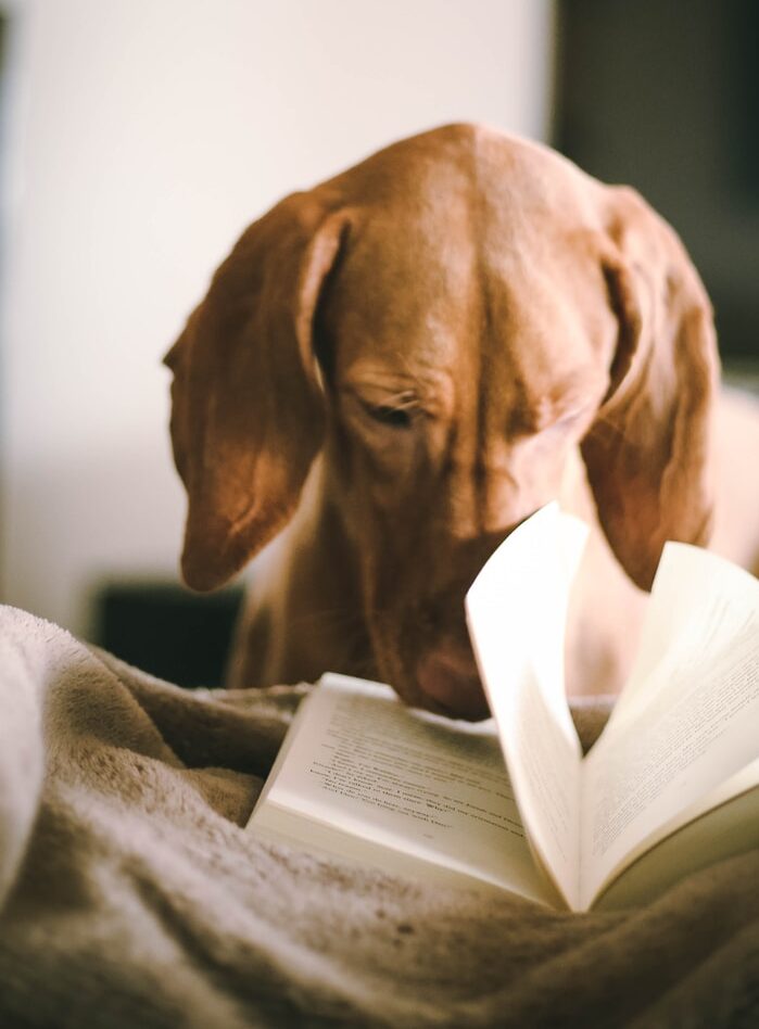 Read more about the article July’s Book of the Month – Geraldine Verne’s Red Suitcase by Jane Riley