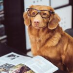 dog sitting in front of book
